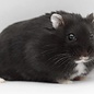 Hamster Nain russe noir GN-Code:0106 19 00