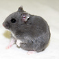 Hamster Nain russe bleu GN-Code:0106 19 00
