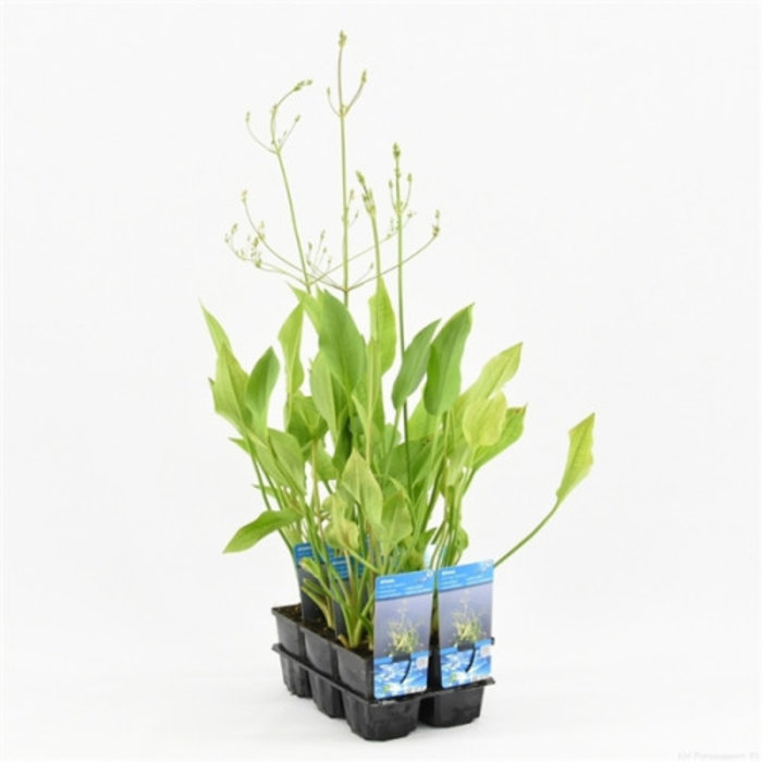 Alisma plantago-aquatica (verpakt per 6 stuks) 10040