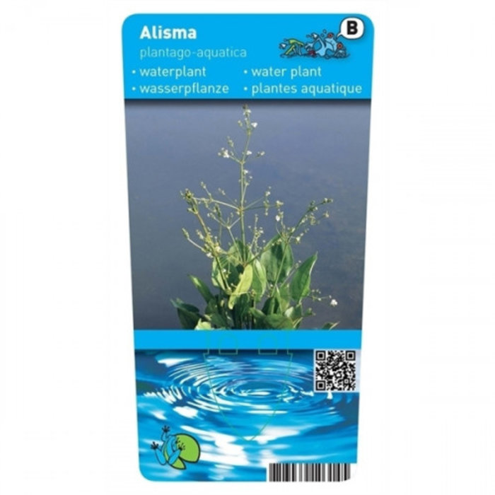 Alisma plantago-aquatica (emballé par 6 pièces) 10040