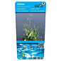 Alisma plantago-aquatica (emballé par 6 pièces) 10040
