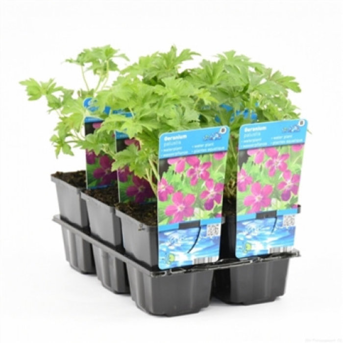 Geranium palustris (verpakt per 6 stuks) 10255