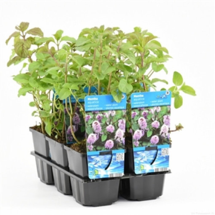 Mentha aquatica (verpakt per 6 stuks) 10540