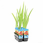 Iris ann chowing (verpakt per 6 stuks)  10345