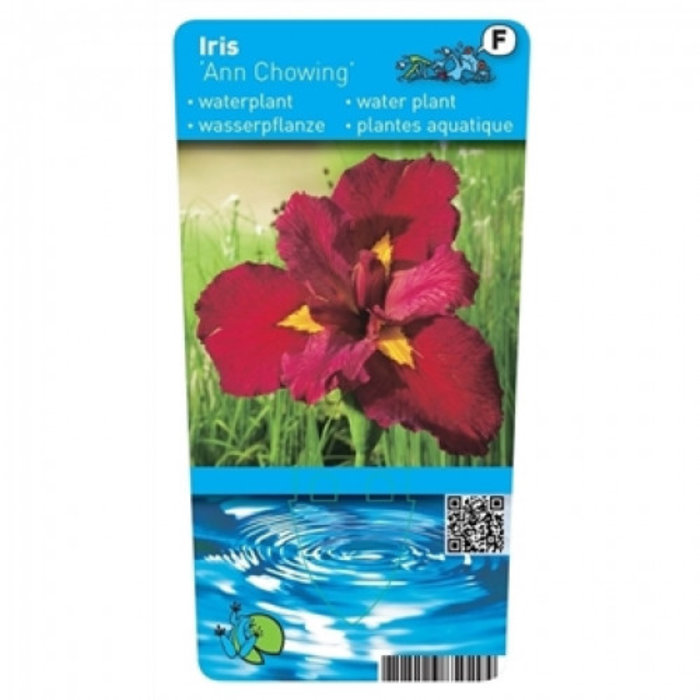 Iris ann chowing (verpakt per 6 stuks)  10345