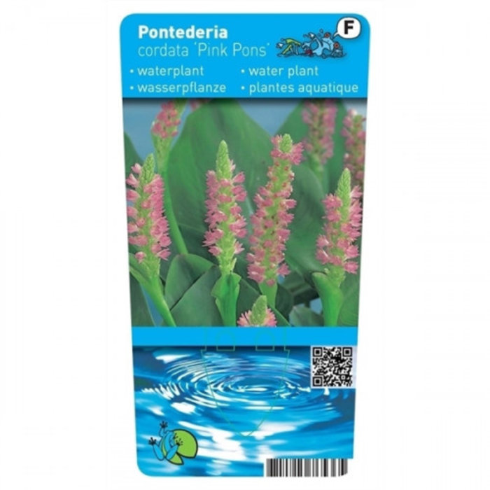 Pontederia cordata 'Pink Pons' (emballé par 6 pièces) 11282