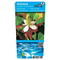 Houttuynia cordata Chameleon (verpakt per 6 stuks) 10310