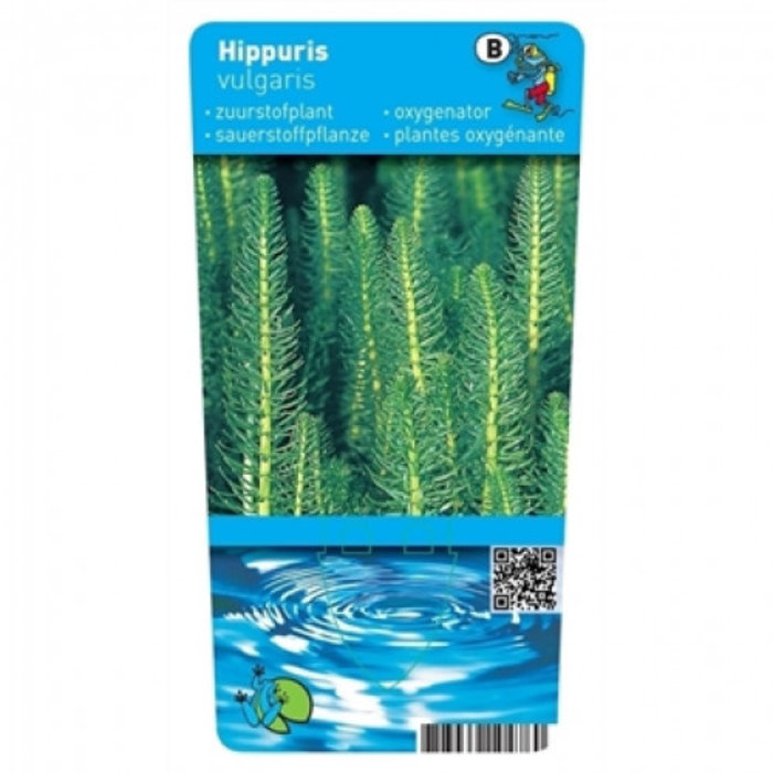 Hippuris vulgaris (verpakt per 6 stuks) 10290