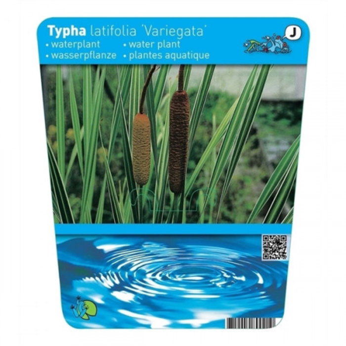 Typha lat. 'Variegata' (18x18) (emballé par 3 pièces) 13450