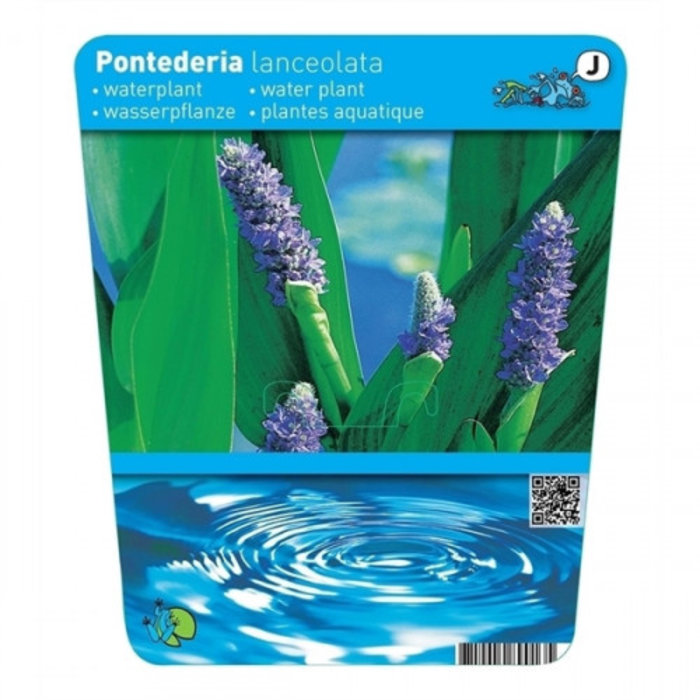 Pontederia cor lanceolata (18x18) (verpakt per 3 stuks) 13370