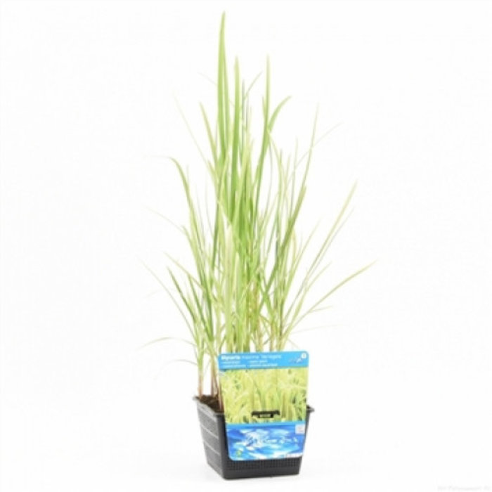 Glyceria maxima Variegata (18x18) (verpakt per 3 stuks) 12670