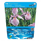 Iris laevigata Rose Queen (18x18) (verpakt per 3 stuks) 13290