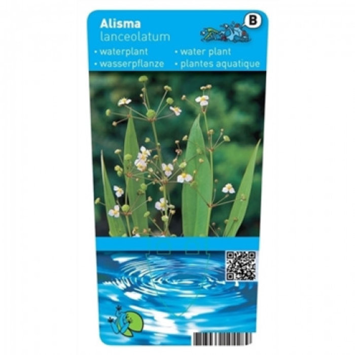 Alisma lanceolata (verpakt per 6 stuks) 10035