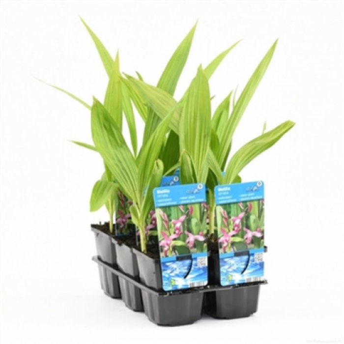 Bletilla striata (verpakt per 6 stuks) 10980