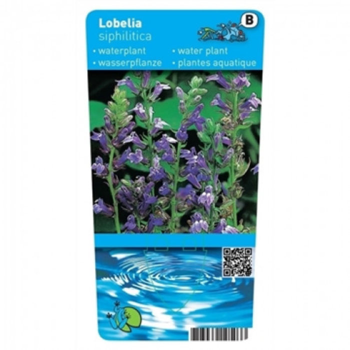 Lobelia siphilitica (emballé par 6 pièces)10460