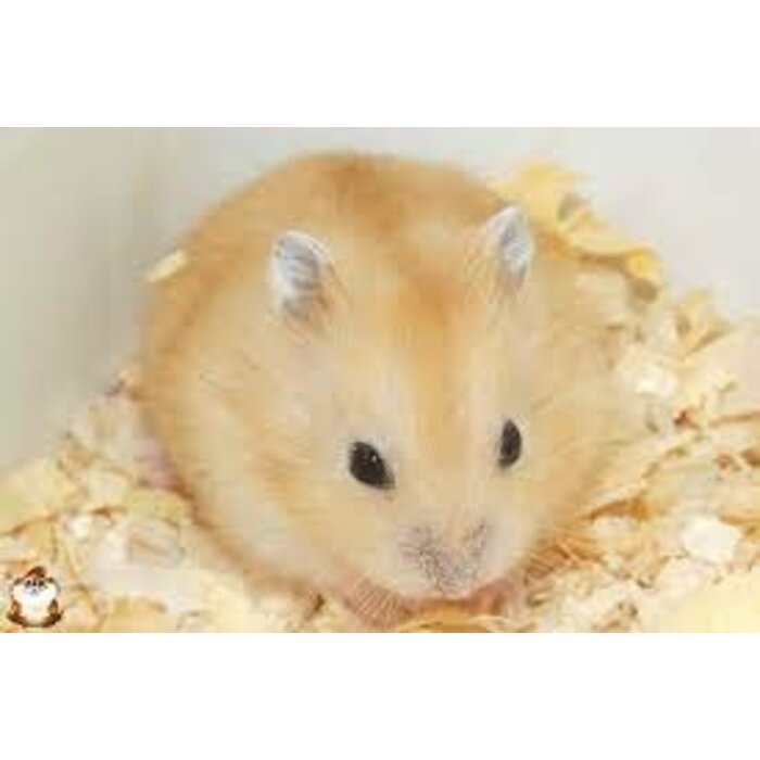 Hamster Nain Russe jaune