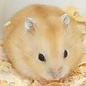 Hamster Nain Russe Jaune GN-Code:0106 19 00