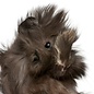 Cobaye Peruvian GN-Code:0106 19 00