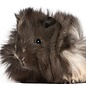 Cobaye Peruvian GN-Code:0106 19 00