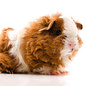 Meerschwein Tessel GN-Code:0106 19 00