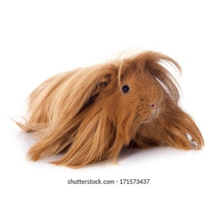 Cavia Sheltie GN-Code:0106 19 00