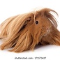Cobaye Sheltie GN-Code:0106 19 00