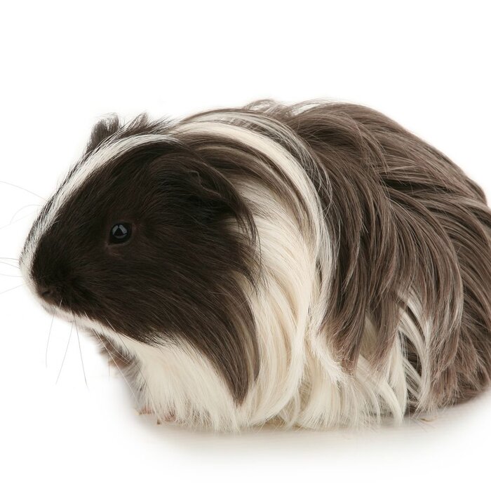 Cavia Sheltie