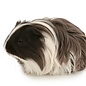 Cobaye Sheltie GN-Code:0106 19 00