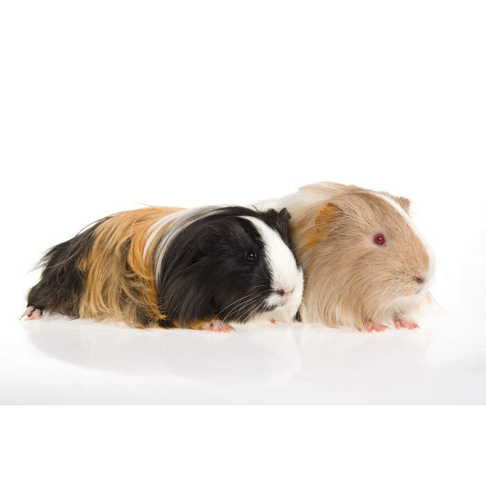 Cobaye Sheltie GN-Code:0106 19 00