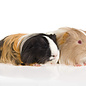 Cobaye Sheltie GN-Code:0106 19 00