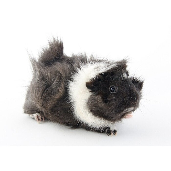 Cavia Borstel (Abyssinian) GN-Code:0106 19 00