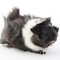 Meerschwein Abessinien GN-Code:0106 19 00
