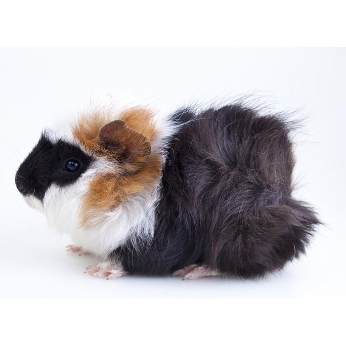 Cavia Borstel