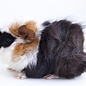Meerschwein Abessinien GN-Code:0106 19 00