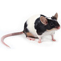 Souris De Couleur