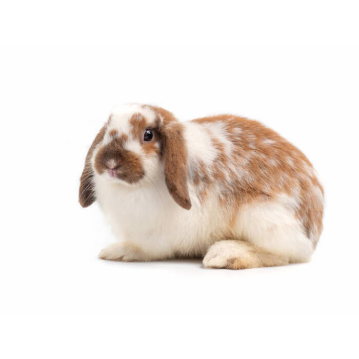Lapin nain hollandais lop GN-Code:0106 14 10