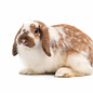 Lapin nain hollandais lop GN-Code:0106 14 10