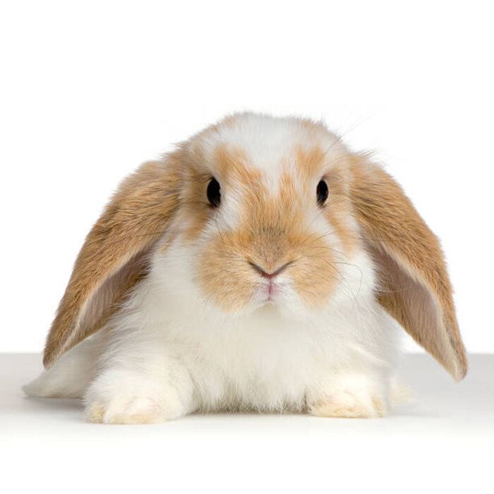 Lapin nain hollandais lop GN-Code:0106 14 10