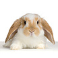 Lapin nain hollandais lop GN-Code:0106 14 10