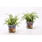 Chlorophytum Variegatum 5 stuks