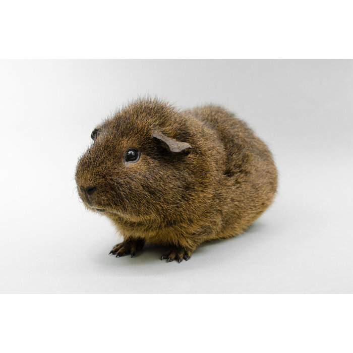 Cavia Rex GN-Code:0106 19 00