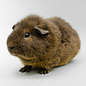 Meerschwein Rex GN-Code:0106 19 00