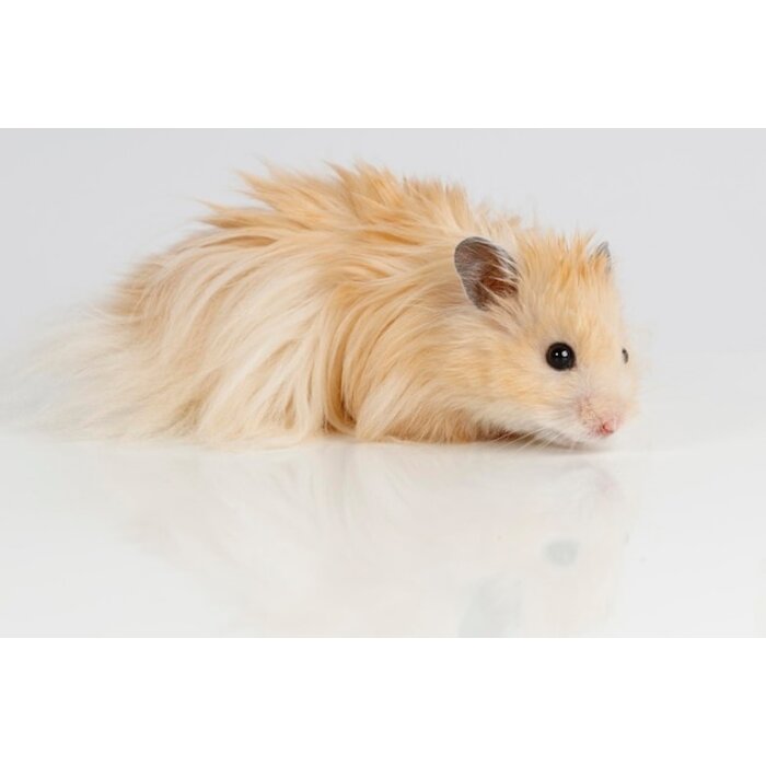 Hamster Dore (Syrian Hamster) Teddy GN-Code:0106 19 00