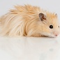 Hamster Dore (Syrian Hamster) Teddy GN-Code:0106 19 00