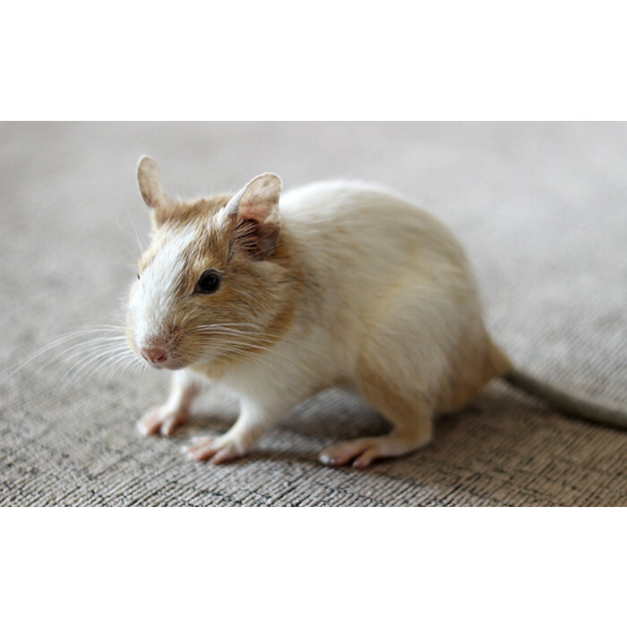 Degoe sandy yellow/white