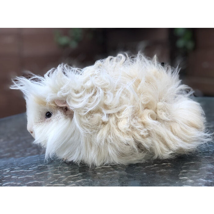 Meerschwein Lunkarya GN-Code:0106 19 00