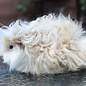 Meerschwein Lunkarya GN-Code:0106 19 00
