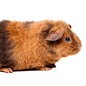 Cavia US teddy GN-Code:0106 19 00