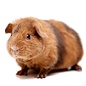 Cobaye US Teddy GN-Code:0106 19 00