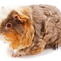 Cobaye Merino GN-Code:0106 19 00